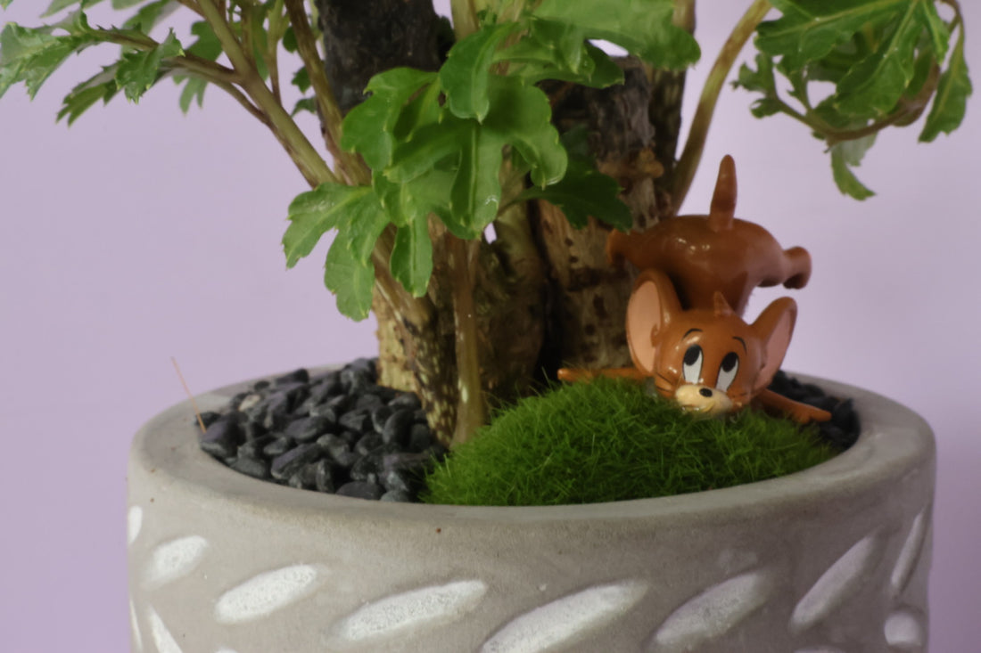 Polyscias - fine leaves - Jerry Mouse-園藝工程-節日花卉-除草-植物批發-真聖誕樹-美國聖誕樹-園林綠化-修樹工程-私人花園-園藝保養-蘭花-菊花-四季桔-芍藥-聖誕花-工程-詠昇-元朗花場-羅漢松-Christmas tree-Garden maintenance-Wingsing Garden-Yuen Long Garden