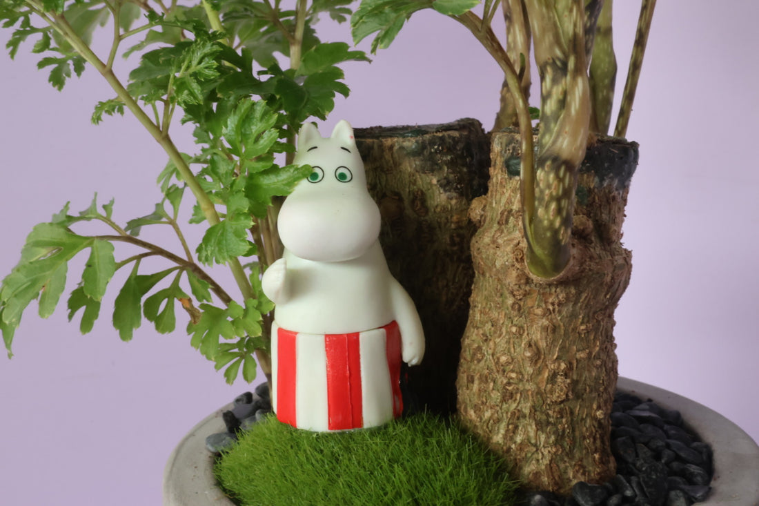 Polyscias - fine leaves - Moominmama-園藝工程-節日花卉-除草-植物批發-真聖誕樹-美國聖誕樹-園林綠化-修樹工程-私人花園-園藝保養-蘭花-菊花-四季桔-芍藥-聖誕花-工程-詠昇-元朗花場-羅漢松-Christmas tree-Garden maintenance-Wingsing Garden-Yuen Long Garden