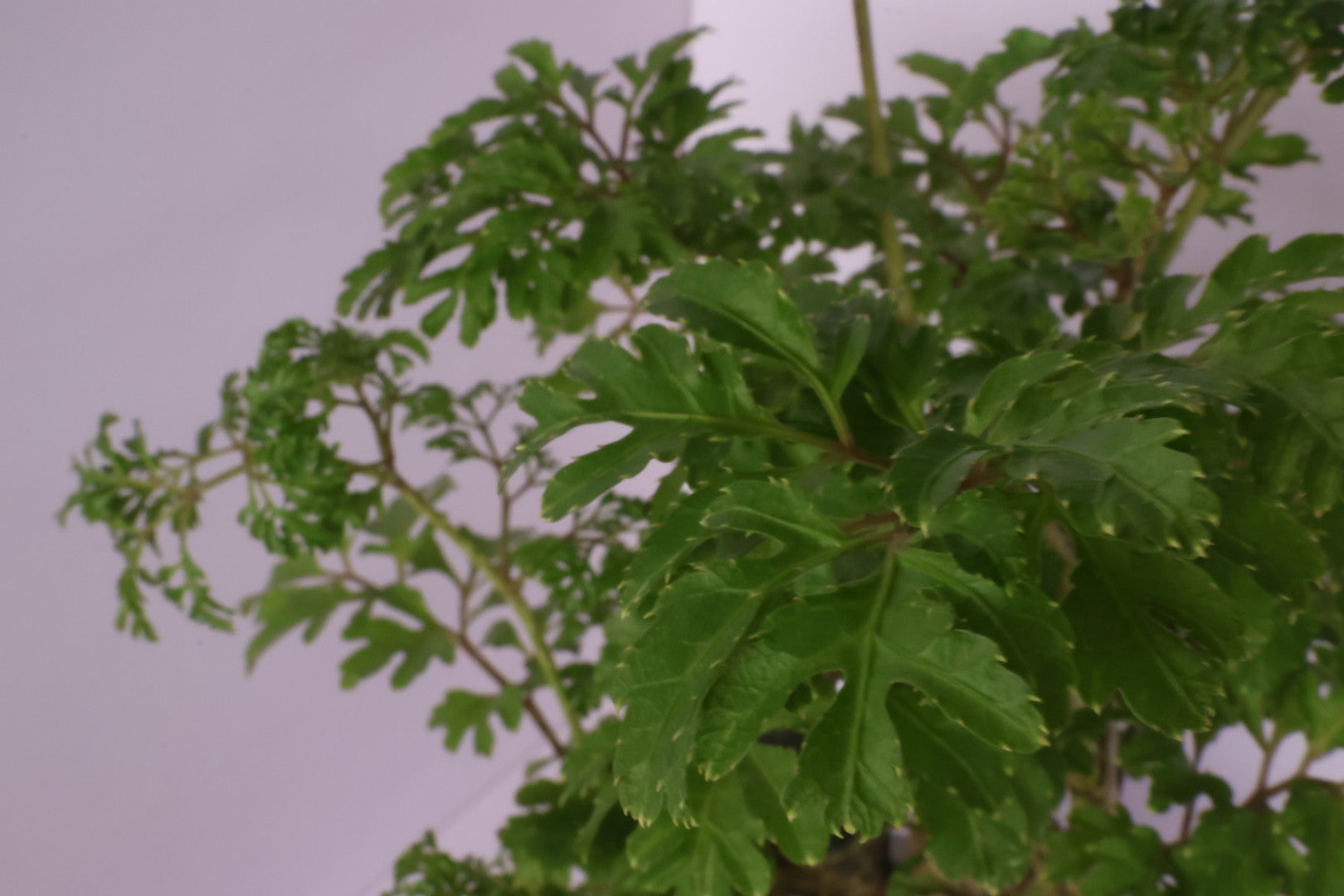 Polyscias - fine leaves - Moominmama-園藝工程-節日花卉-除草-植物批發-真聖誕樹-美國聖誕樹-園林綠化-修樹工程-私人花園-園藝保養-蘭花-菊花-四季桔-芍藥-聖誕花-工程-詠昇-元朗花場-羅漢松-Christmas tree-Garden maintenance-Wingsing Garden-Yuen Long Garden