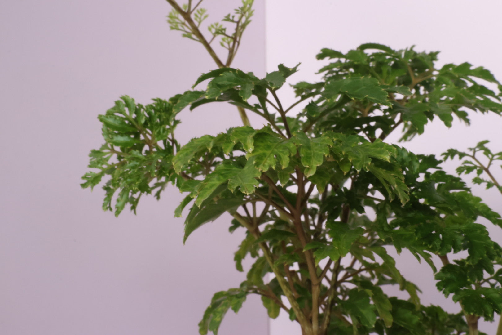Polyscias - fine leaves -kodama(コダマ)-園藝工程-節日花卉-除草-植物批發-真聖誕樹-美國聖誕樹-園林綠化-修樹工程-私人花園-園藝保養-蘭花-菊花-四季桔-芍藥-聖誕花-工程-詠昇-元朗花場-羅漢松-Christmas tree-Garden maintenance-Wingsing Garden-Yuen Long Garden