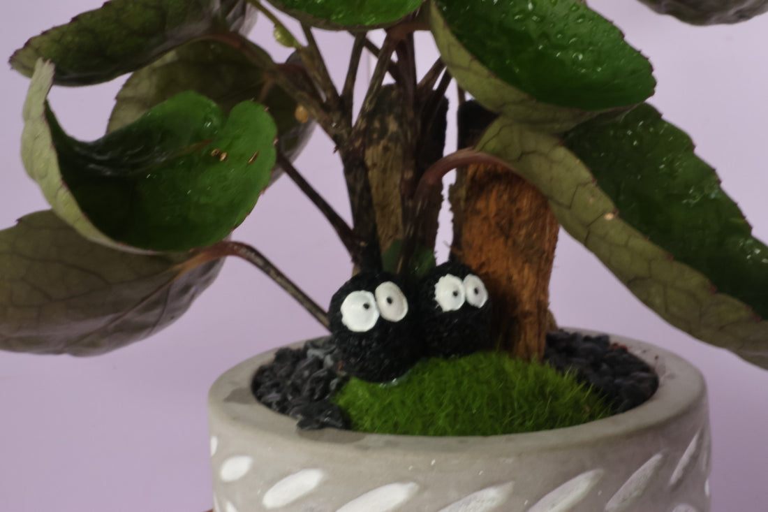 Polyscias - purple leaf - Dust Bunnies-園藝工程-節日花卉-除草-植物批發-真聖誕樹-美國聖誕樹-園林綠化-修樹工程-私人花園-園藝保養-蘭花-菊花-四季桔-芍藥-聖誕花-工程-詠昇-元朗花場-羅漢松-Christmas tree-Garden maintenance-Wingsing Garden-Yuen Long Garden