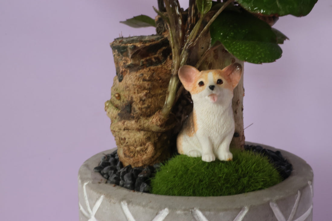 Polyscias - purple leaf - Doggie-園藝工程-節日花卉-除草-植物批發-真聖誕樹-美國聖誕樹-園林綠化-修樹工程-私人花園-園藝保養-蘭花-菊花-四季桔-芍藥-聖誕花-工程-詠昇-元朗花場-羅漢松-Christmas tree-Garden maintenance-Wingsing Garden-Yuen Long Garden