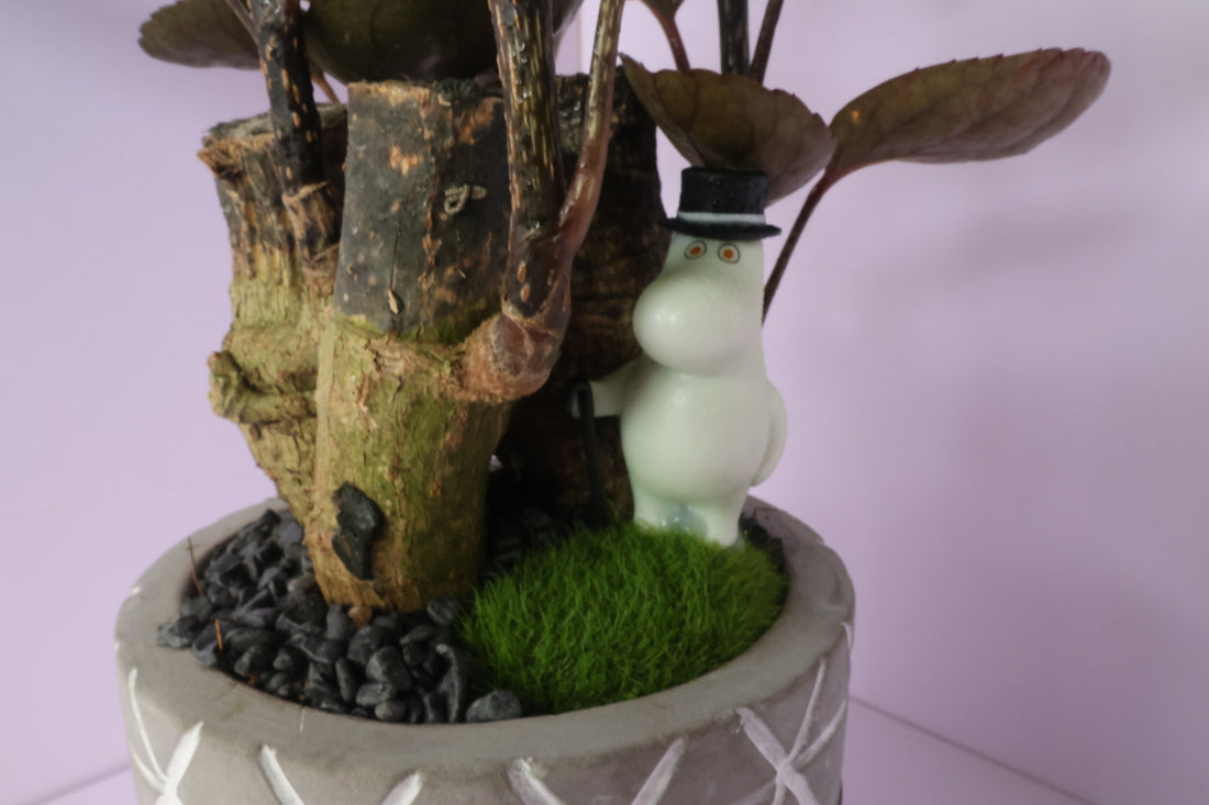 Polyscias - purple leaf - Moominpapa-園藝工程-節日花卉-除草-植物批發-真聖誕樹-美國聖誕樹-園林綠化-修樹工程-私人花園-園藝保養-蘭花-菊花-四季桔-芍藥-聖誕花-工程-詠昇-元朗花場-羅漢松-Christmas tree-Garden maintenance-Wingsing Garden-Yuen Long Garden