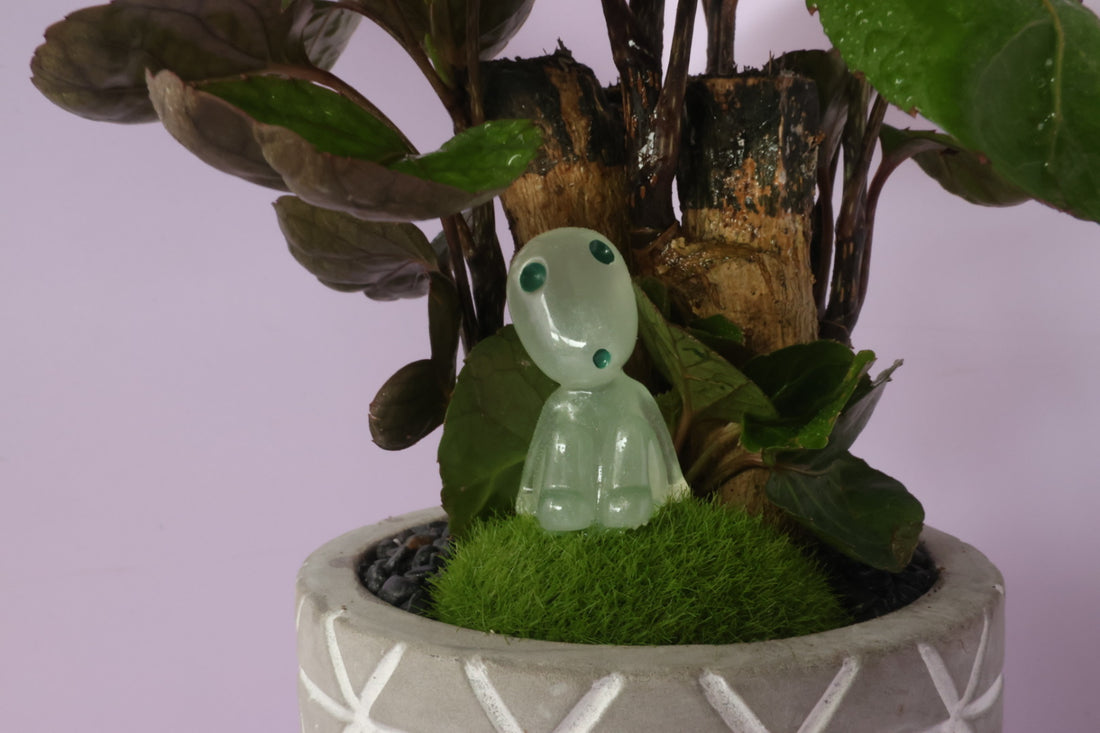 Polyscias - purple leaf -kodama(コダマ)-園藝工程-節日花卉-除草-植物批發-真聖誕樹-美國聖誕樹-園林綠化-修樹工程-私人花園-園藝保養-蘭花-菊花-四季桔-芍藥-聖誕花-工程-詠昇-元朗花場-羅漢松-Christmas tree-Garden maintenance-Wingsing Garden-Yuen Long Garden