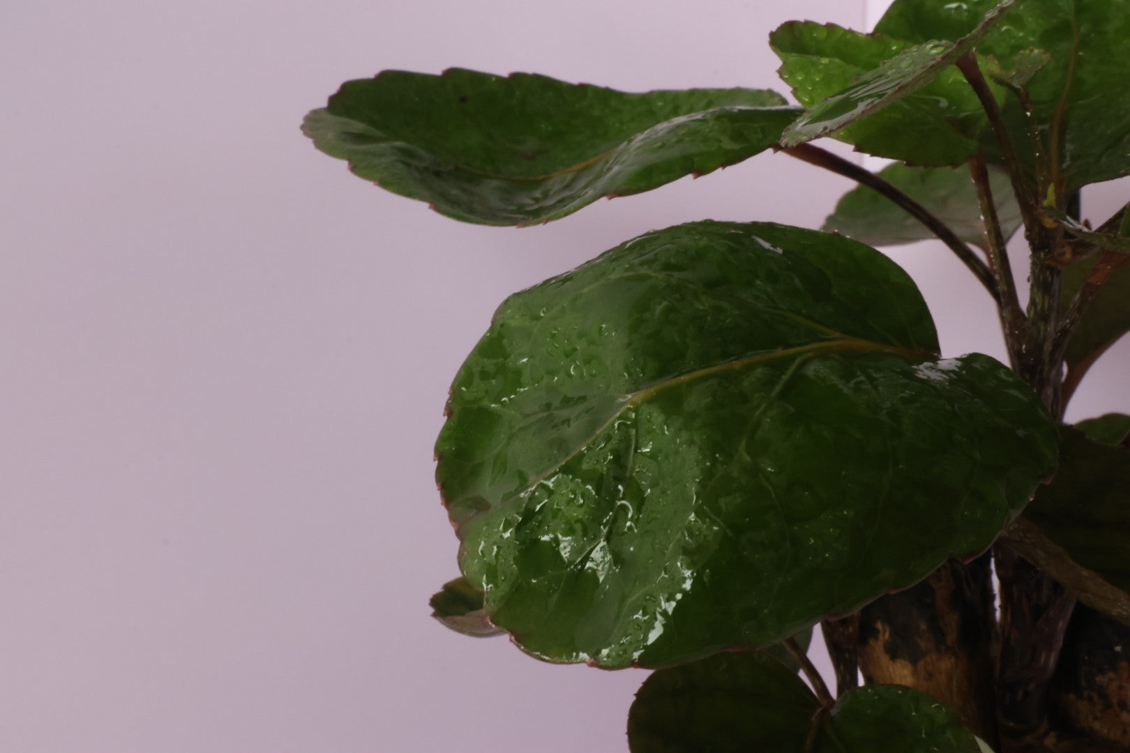Polyscias - purple leaf -kodama(コダマ)-園藝工程-節日花卉-除草-植物批發-真聖誕樹-美國聖誕樹-園林綠化-修樹工程-私人花園-園藝保養-蘭花-菊花-四季桔-芍藥-聖誕花-工程-詠昇-元朗花場-羅漢松-Christmas tree-Garden maintenance-Wingsing Garden-Yuen Long Garden