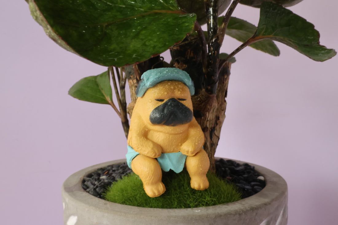 Polyscias - purple leaf - animal party 3-園藝工程-節日花卉-除草-植物批發-真聖誕樹-美國聖誕樹-園林綠化-修樹工程-私人花園-園藝保養-蘭花-菊花-四季桔-芍藥-聖誕花-工程-詠昇-元朗花場-羅漢松-Christmas tree-Garden maintenance-Wingsing Garden-Yuen Long Garden