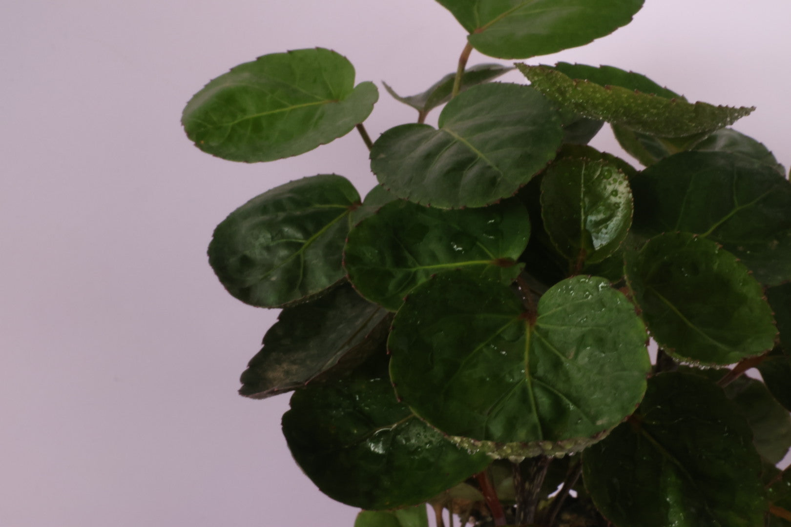 Polyscias - purple leaf - animal party 3-園藝工程-節日花卉-除草-植物批發-真聖誕樹-美國聖誕樹-園林綠化-修樹工程-私人花園-園藝保養-蘭花-菊花-四季桔-芍藥-聖誕花-工程-詠昇-元朗花場-羅漢松-Christmas tree-Garden maintenance-Wingsing Garden-Yuen Long Garden