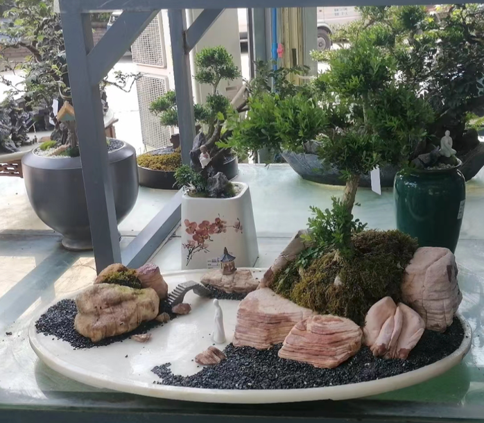 Buxus sinica 08 (黃楊)-園藝工程-節日花卉-除草-植物批發-真聖誕樹-美國聖誕樹-園林綠化-修樹工程-私人花園-園藝保養-蘭花-菊花-四季桔-芍藥-聖誕花-工程-詠昇-元朗花場-羅漢松-Christmas tree-Garden maintenance-Wingsing Garden-Yuen Long Garden