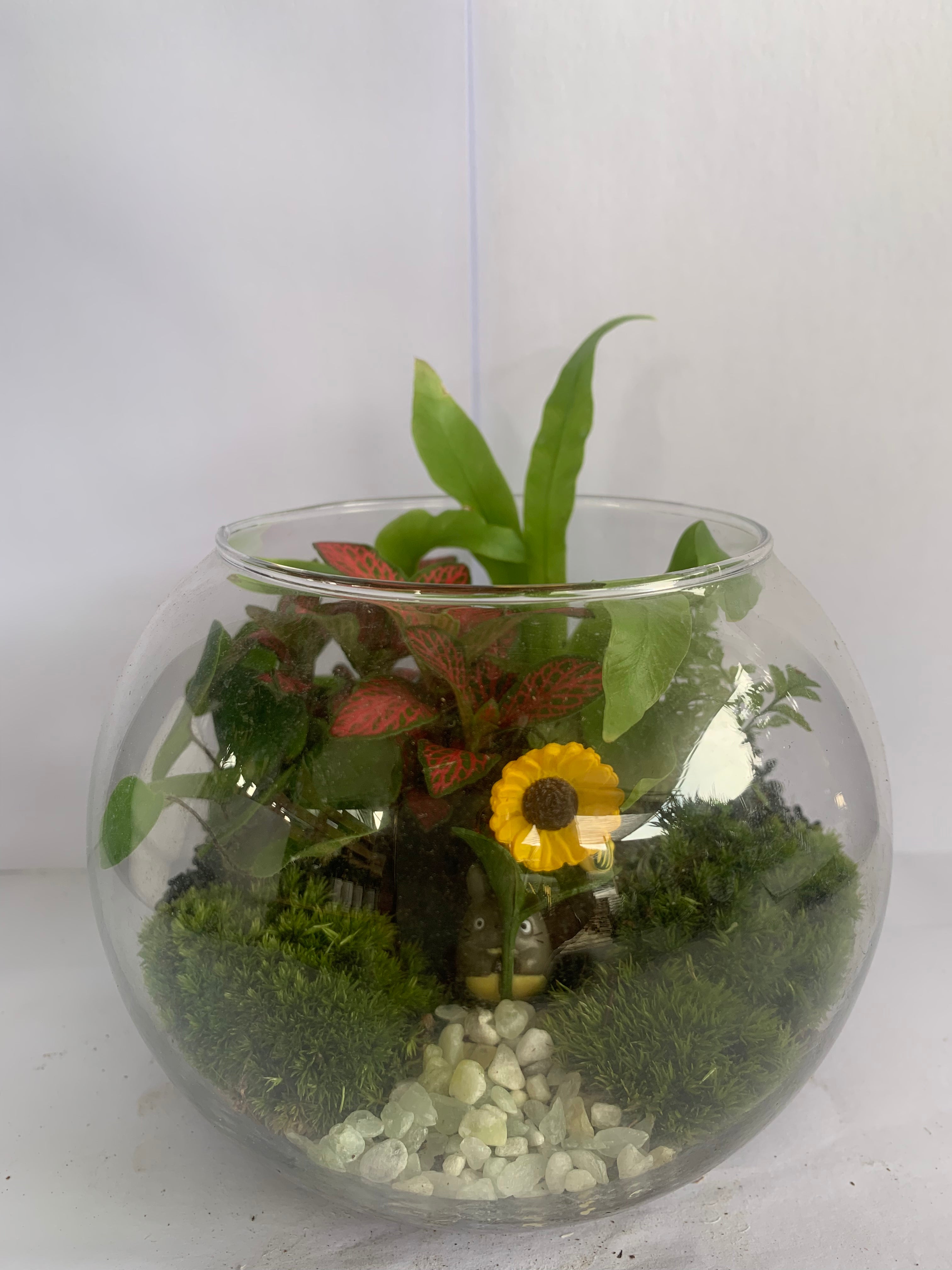Small Ball (Totoro)-園藝工程-節日花卉-除草-植物批發-真聖誕樹-美國聖誕樹-園林綠化-修樹工程-私人花園-園藝保養-蘭花-菊花-四季桔-芍藥-聖誕花-工程-詠昇-元朗花場-羅漢松-Christmas tree-Garden maintenance-Wingsing Garden-Yuen Long Garden