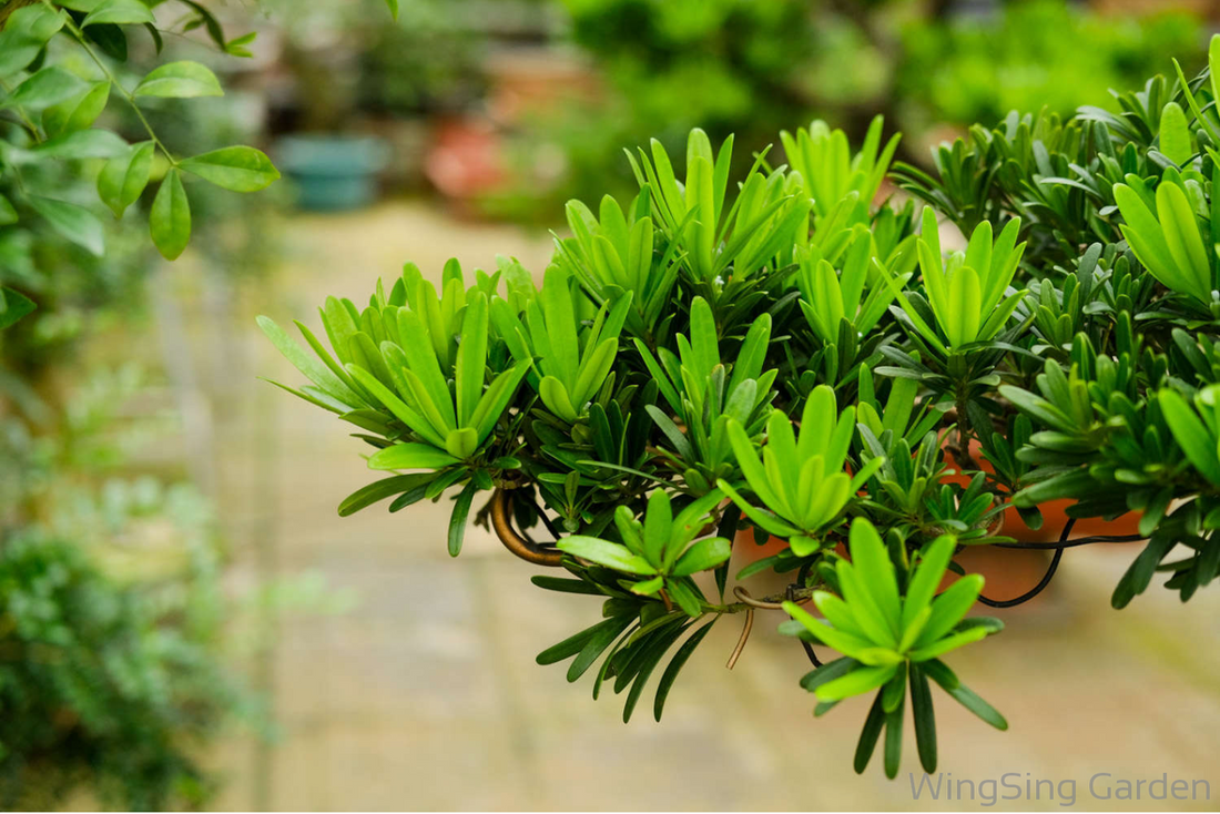 Podocarpus Macrophyllus-園藝工程-節日花卉-除草-植物批發-真聖誕樹-美國聖誕樹-園林綠化-修樹工程-私人花園-園藝保養-蘭花-菊花-四季桔-芍藥-聖誕花-工程-詠昇-元朗花場-羅漢松-Christmas tree-Garden maintenance-Wingsing Garden-Yuen Long Garden