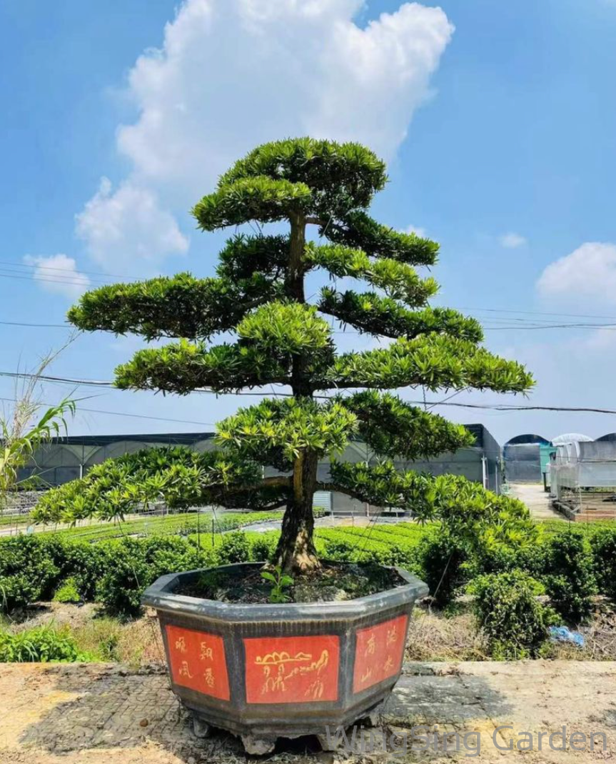 Podocarpus Macrophyllus-園藝工程-節日花卉-除草-植物批發-真聖誕樹-美國聖誕樹-園林綠化-修樹工程-私人花園-園藝保養-蘭花-菊花-四季桔-芍藥-聖誕花-工程-詠昇-元朗花場-羅漢松-Christmas tree-Garden maintenance-Wingsing Garden-Yuen Long Garden