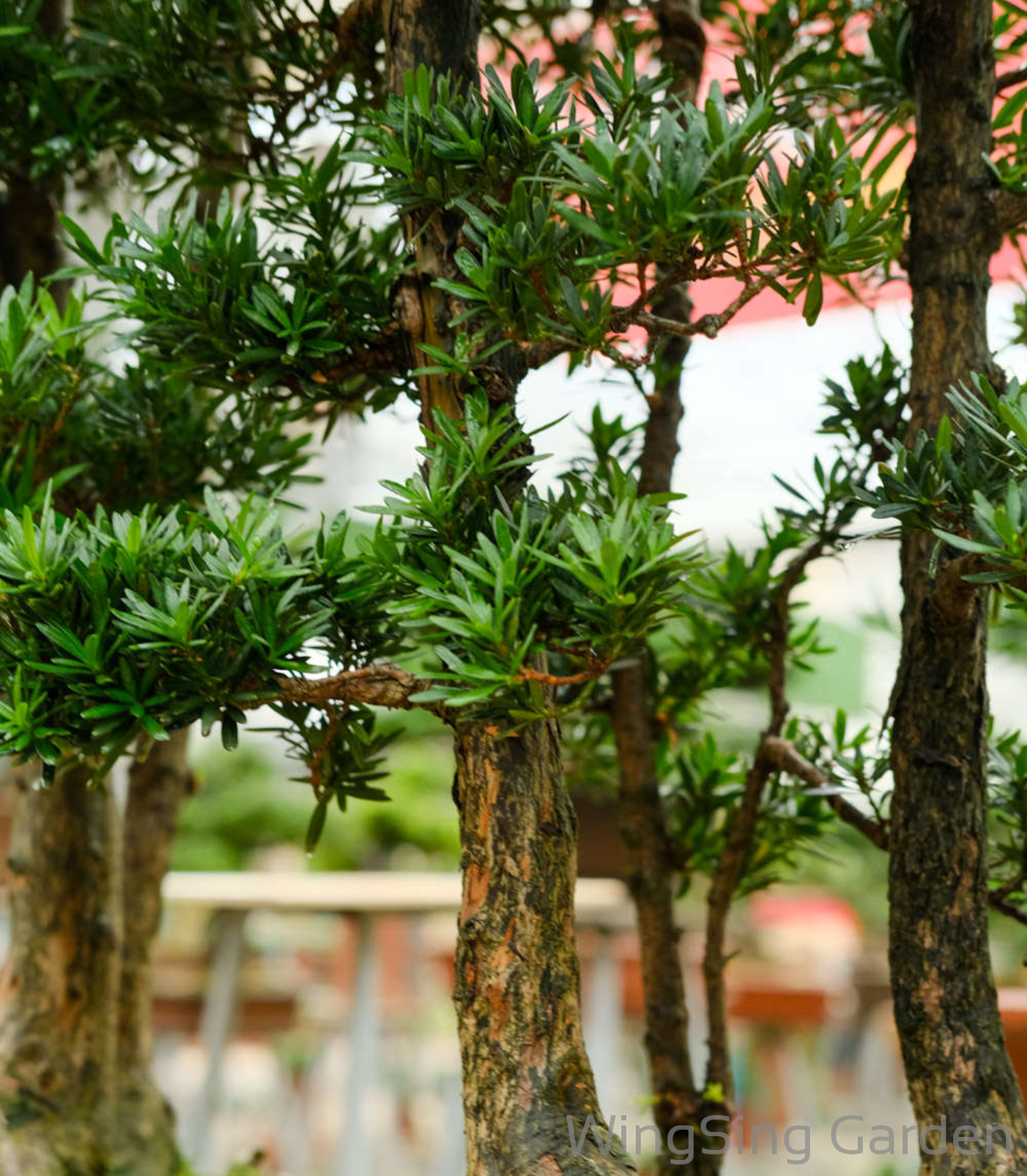 Podocarpus Macrophyllus-園藝工程-節日花卉-除草-植物批發-真聖誕樹-美國聖誕樹-園林綠化-修樹工程-私人花園-園藝保養-蘭花-菊花-四季桔-芍藥-聖誕花-工程-詠昇-元朗花場-羅漢松-Christmas tree-Garden maintenance-Wingsing Garden-Yuen Long Garden