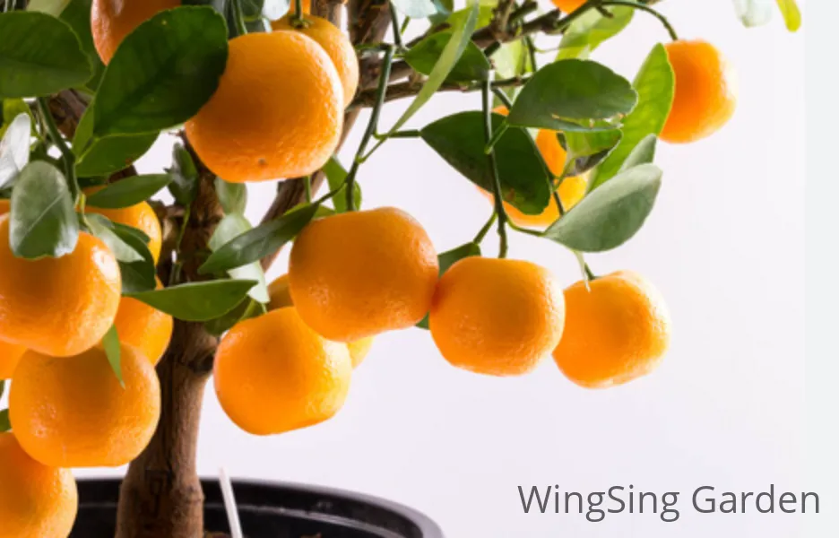 Calamondin (7 inches pot)-園藝工程-節日花卉-除草-植物批發-真聖誕樹-美國聖誕樹-園林綠化-修樹工程-私人花園-園藝保養-蘭花-菊花-四季桔-芍藥-聖誕花-工程-詠昇-元朗花場-羅漢松-Christmas tree-Garden maintenance-Wingsing Garden-Yuen Long Garden