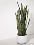 Dracaena Trifasciata-園藝工程-節日花卉-除草-植物批發-真聖誕樹-美國聖誕樹-園林綠化-修樹工程-私人花園-園藝保養-蘭花-菊花-四季桔-芍藥-聖誕花-工程-詠昇-元朗花場-羅漢松-Christmas tree-Garden maintenance-Wingsing Garden-Yuen Long Garden