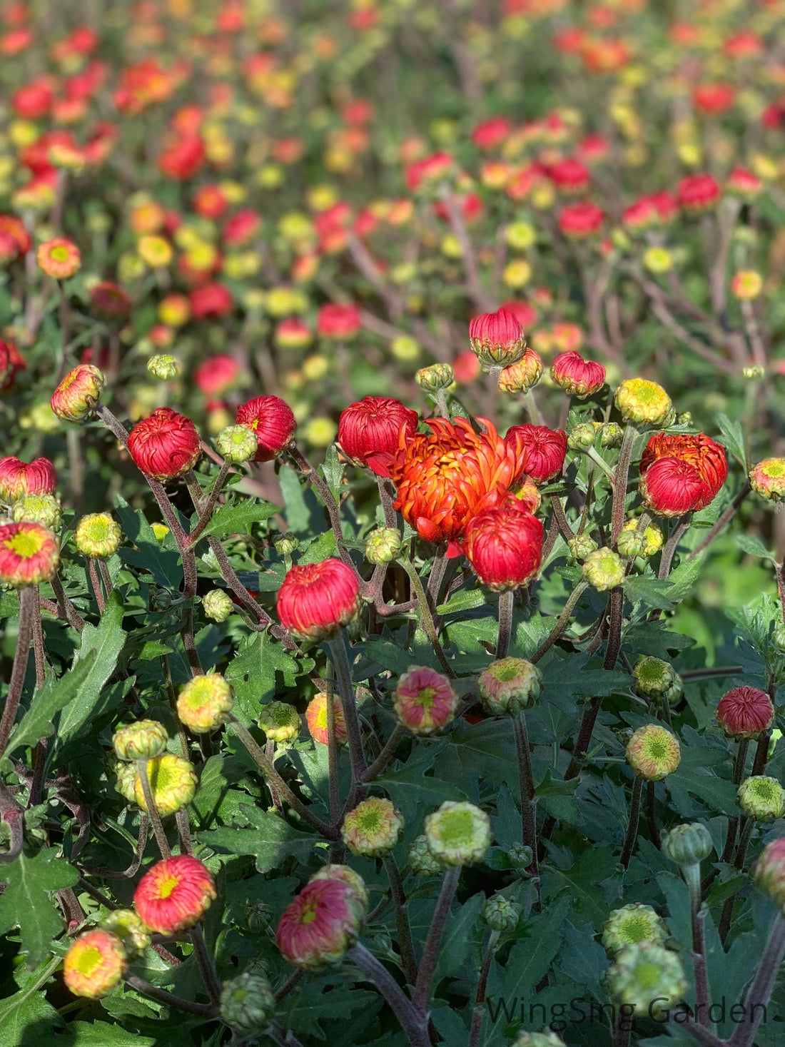 Chrysanthemum(9 inches pot)-園藝工程-節日花卉-除草-植物批發-真聖誕樹-美國聖誕樹-園林綠化-修樹工程-私人花園-園藝保養-蘭花-菊花-四季桔-芍藥-聖誕花-工程-詠昇-元朗花場-羅漢松-Christmas tree-Garden maintenance-Wingsing Garden-Yuen Long Garden