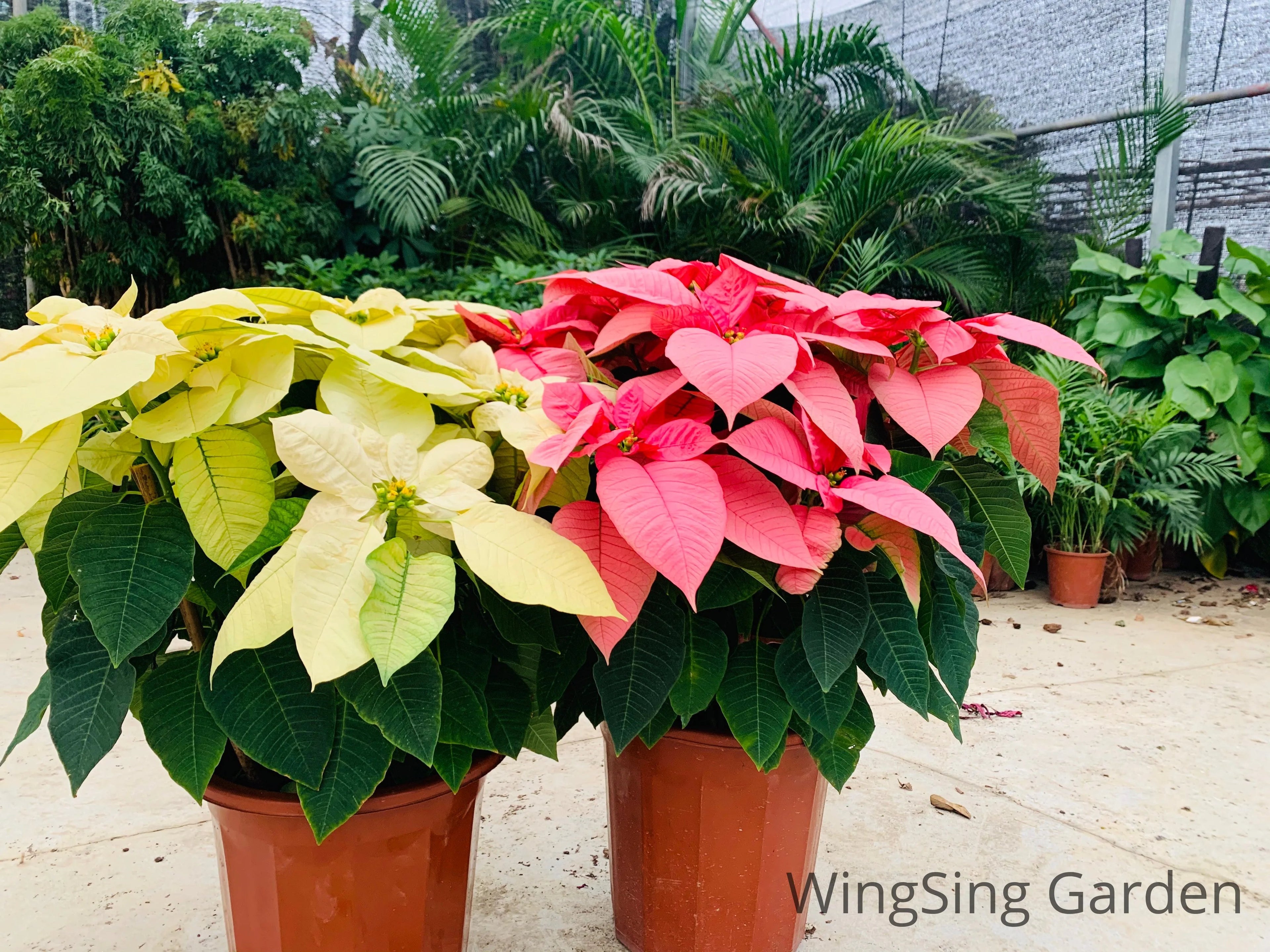 Poinsettia (9 inches pot)-園藝工程-節日花卉-除草-植物批發-真聖誕樹-美國聖誕樹-園林綠化-修樹工程-私人花園-園藝保養-蘭花-菊花-四季桔-芍藥-聖誕花-工程-詠昇-元朗花場-羅漢松-Christmas tree-Garden maintenance-Wingsing Garden-Yuen Long Garden