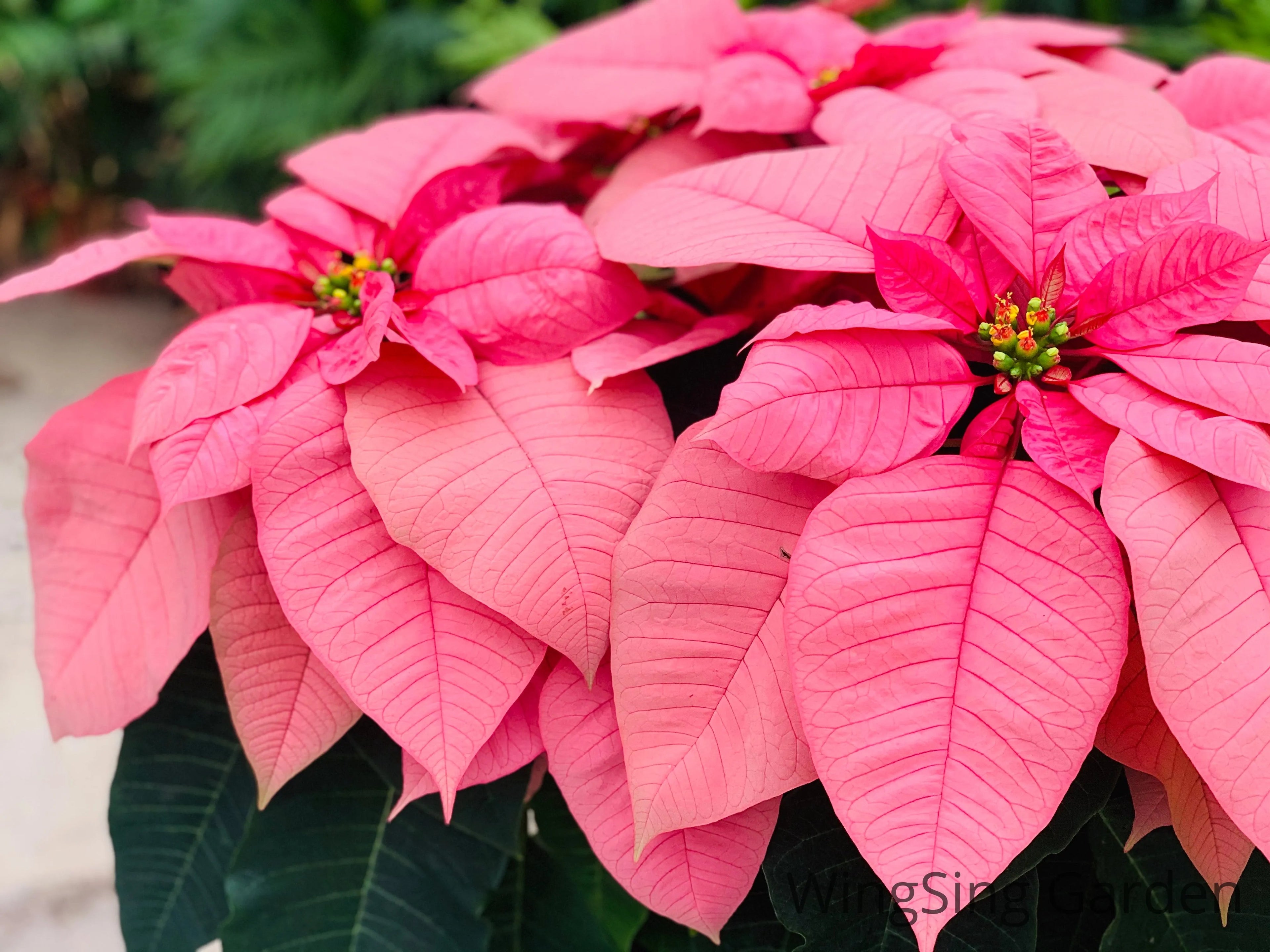 Poinsettia (7 inches pot)-園藝工程-節日花卉-除草-植物批發-真聖誕樹-美國聖誕樹-園林綠化-修樹工程-私人花園-園藝保養-蘭花-菊花-四季桔-芍藥-聖誕花-工程-詠昇-元朗花場-羅漢松-Christmas tree-Garden maintenance-Wingsing Garden-Yuen Long Garden