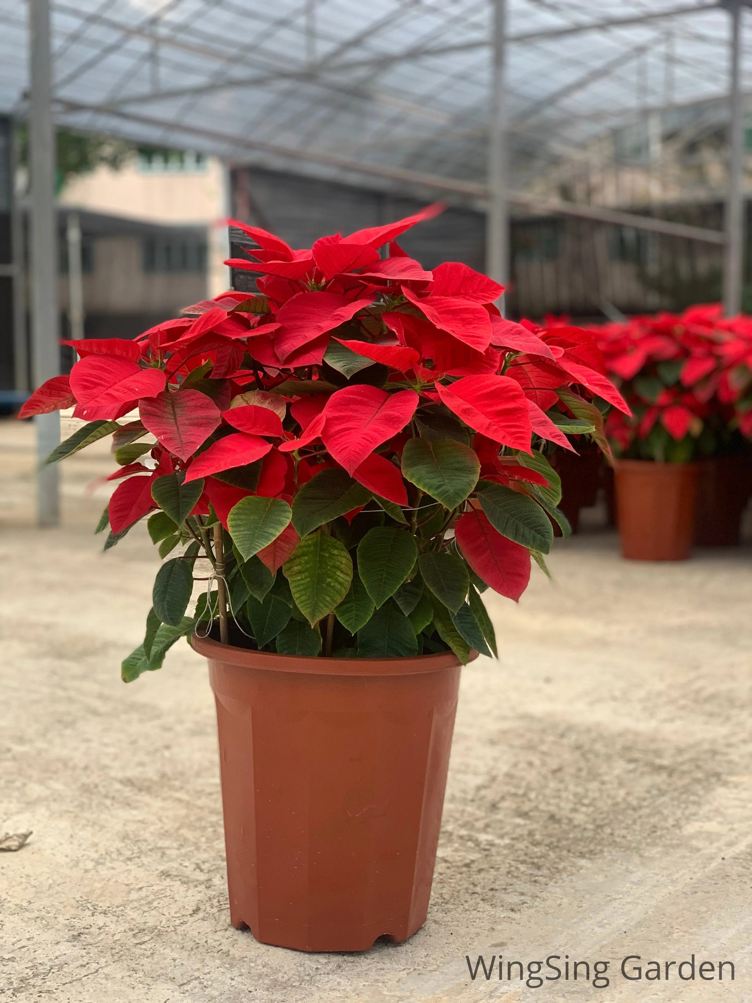 Poinsettia (7 inches pot)-園藝工程-節日花卉-除草-植物批發-真聖誕樹-美國聖誕樹-園林綠化-修樹工程-私人花園-園藝保養-蘭花-菊花-四季桔-芍藥-聖誕花-工程-詠昇-元朗花場-羅漢松-Christmas tree-Garden maintenance-Wingsing Garden-Yuen Long Garden