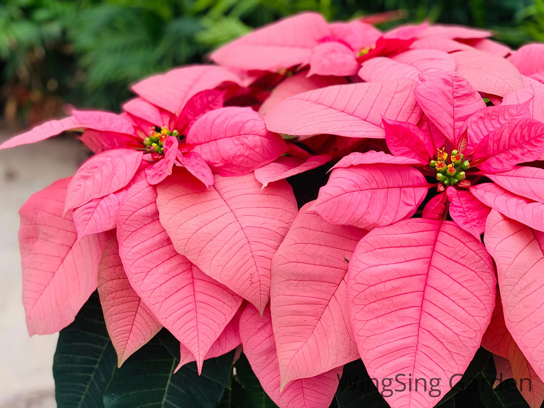 Poinsettia (7 inches pot)-園藝工程-節日花卉-除草-植物批發-真聖誕樹-美國聖誕樹-園林綠化-修樹工程-私人花園-園藝保養-蘭花-菊花-四季桔-芍藥-聖誕花-工程-詠昇-元朗花場-羅漢松-Christmas tree-Garden maintenance-Wingsing Garden-Yuen Long Garden