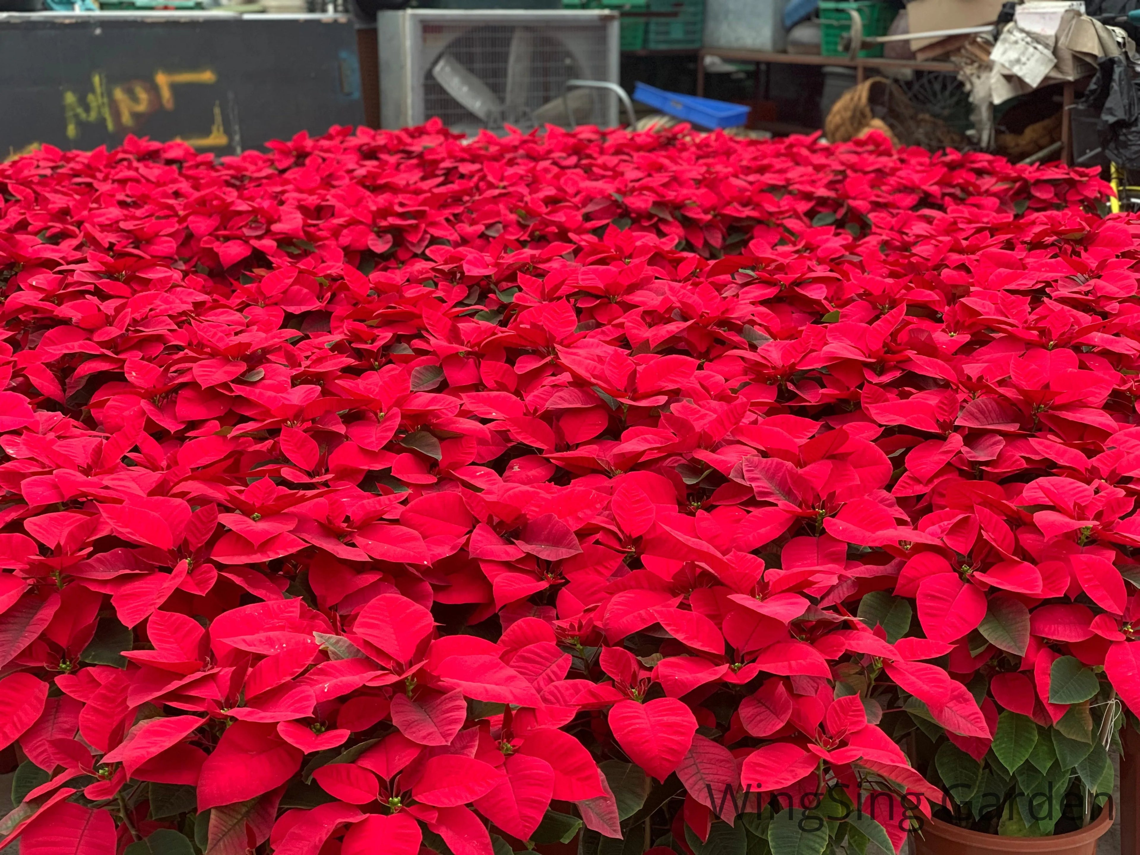 Poinsettia (9 inches pot)-園藝工程-節日花卉-除草-植物批發-真聖誕樹-美國聖誕樹-園林綠化-修樹工程-私人花園-園藝保養-蘭花-菊花-四季桔-芍藥-聖誕花-工程-詠昇-元朗花場-羅漢松-Christmas tree-Garden maintenance-Wingsing Garden-Yuen Long Garden