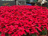 Poinsettia (9 inches pot)-園藝工程-節日花卉-除草-植物批發-真聖誕樹-美國聖誕樹-園林綠化-修樹工程-私人花園-園藝保養-蘭花-菊花-四季桔-芍藥-聖誕花-工程-詠昇-元朗花場-羅漢松-Christmas tree-Garden maintenance-Wingsing Garden-Yuen Long Garden