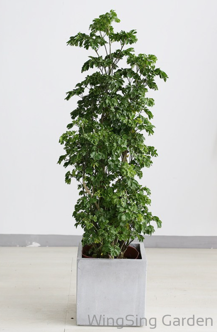 Polyscias Guilfoylei-園藝工程-節日花卉-除草-植物批發-真聖誕樹-美國聖誕樹-園林綠化-修樹工程-私人花園-園藝保養-蘭花-菊花-四季桔-芍藥-聖誕花-工程-詠昇-元朗花場-羅漢松-Christmas tree-Garden maintenance-Wingsing Garden-Yuen Long Garden