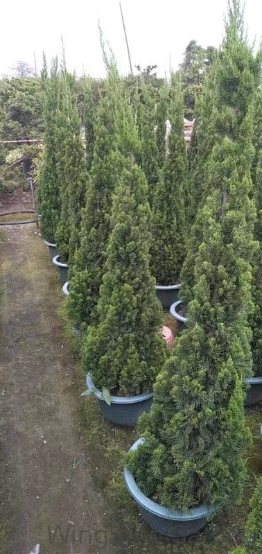 Pines and Cypresses (塔型松柏)-園藝工程-節日花卉-除草-植物批發-真聖誕樹-美國聖誕樹-園林綠化-修樹工程-私人花園-園藝保養-蘭花-菊花-四季桔-芍藥-聖誕花-工程-詠昇-元朗花場-羅漢松-Christmas tree-Garden maintenance-Wingsing Garden-Yuen Long Garden