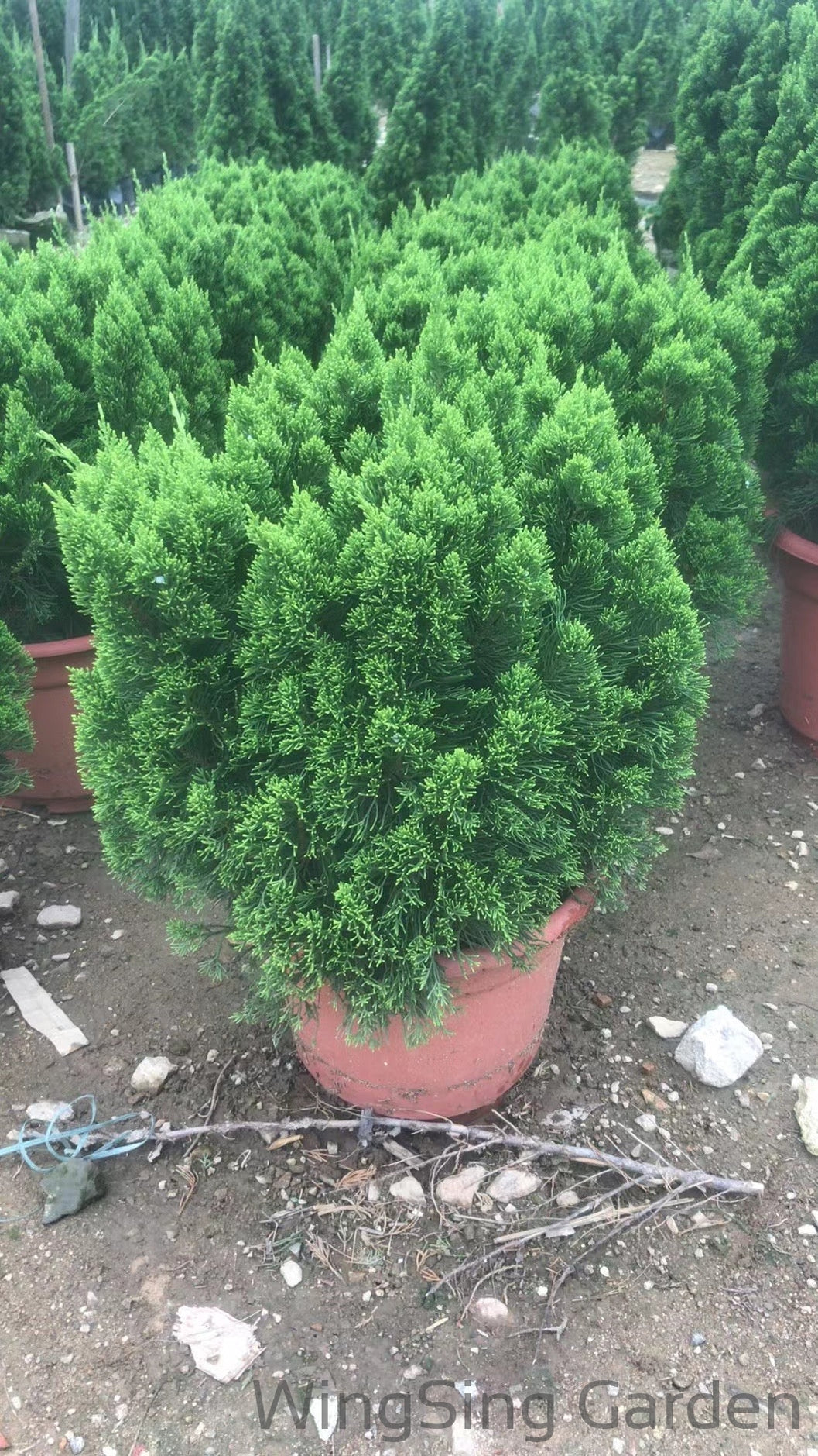 Pines and cypresses (球型松柏)-園藝工程-節日花卉-除草-植物批發-真聖誕樹-美國聖誕樹-園林綠化-修樹工程-私人花園-園藝保養-蘭花-菊花-四季桔-芍藥-聖誕花-工程-詠昇-元朗花場-羅漢松-Christmas tree-Garden maintenance-Wingsing Garden-Yuen Long Garden