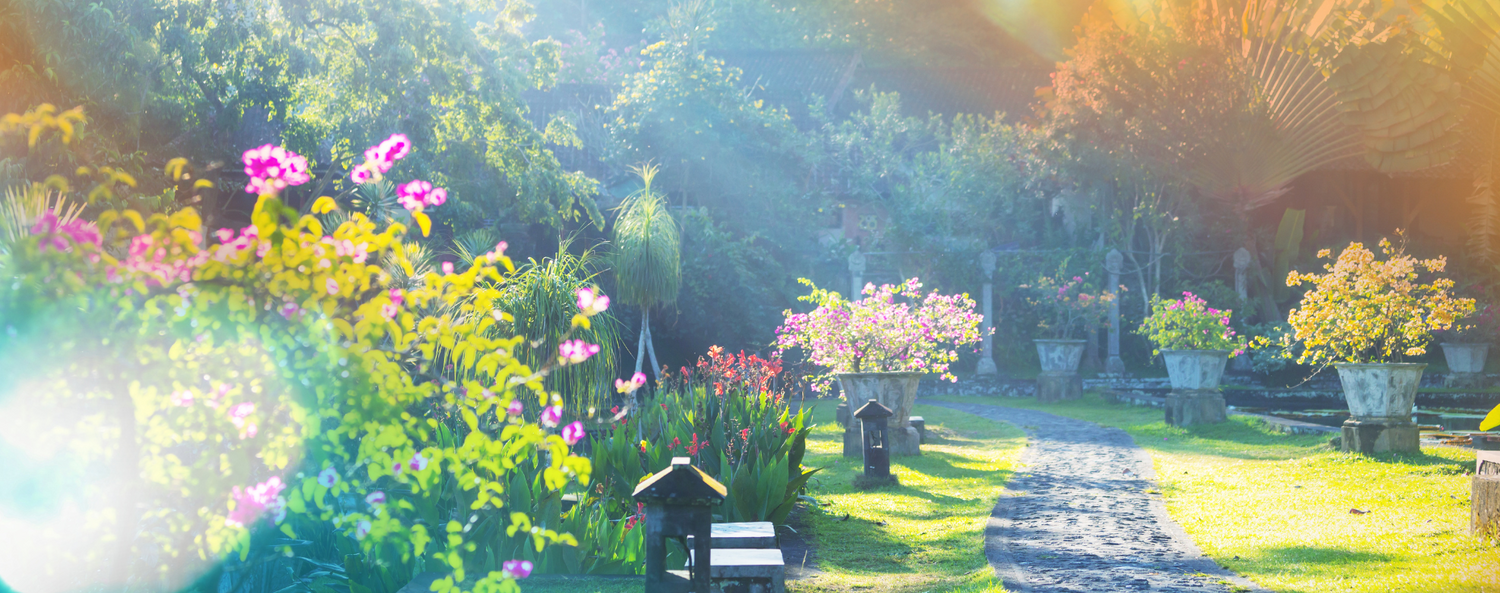 -園藝工程-節日花卉-Wingsing Garden-元朗花場-植物批發-真聖誕樹-園林綠化-修樹工程