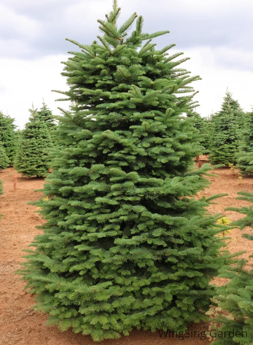 Noble Fir (7-8ft.)-園藝工程-節日花卉-除草-植物批發-真聖誕樹-美國聖誕樹-園林綠化-修樹工程-私人花園-園藝保養-蘭花-菊花-四季桔-芍藥-聖誕花-工程-詠昇-元朗花場-羅漢松-Christmas tree-Garden maintenance-Wingsing Garden-Yuen Long Garden