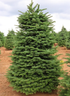 Noble Fir (7-8ft.)-園藝工程-節日花卉-除草-植物批發-真聖誕樹-美國聖誕樹-園林綠化-修樹工程-私人花園-園藝保養-蘭花-菊花-四季桔-芍藥-聖誕花-工程-詠昇-元朗花場-羅漢松-Christmas tree-Garden maintenance-Wingsing Garden-Yuen Long Garden