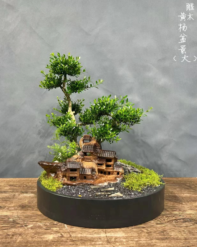 Buxus sinica 07(黃楊)-園藝工程-節日花卉-除草-植物批發-真聖誕樹-美國聖誕樹-園林綠化-修樹工程-私人花園-園藝保養-蘭花-菊花-四季桔-芍藥-聖誕花-工程-詠昇-元朗花場-羅漢松-Christmas tree-Garden maintenance-Wingsing Garden-Yuen Long Garden