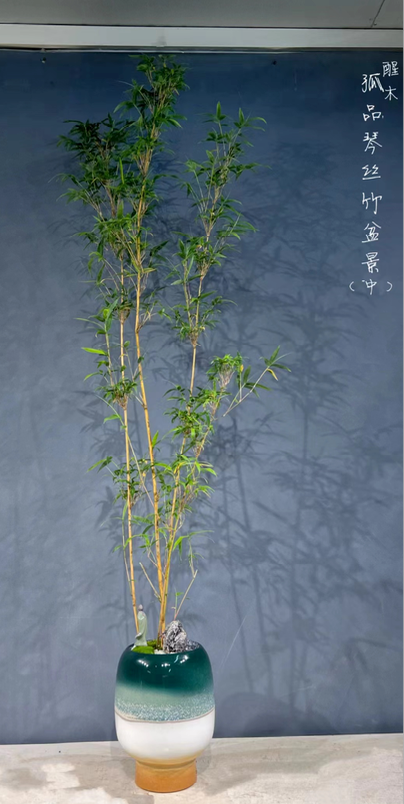 Bambusa glaucescens 11(琴絲竹)-園藝工程-節日花卉-除草-植物批發-真聖誕樹-美國聖誕樹-園林綠化-修樹工程-私人花園-園藝保養-蘭花-菊花-四季桔-芍藥-聖誕花-工程-詠昇-元朗花場-羅漢松-Christmas tree-Garden maintenance-Wingsing Garden-Yuen Long Garden