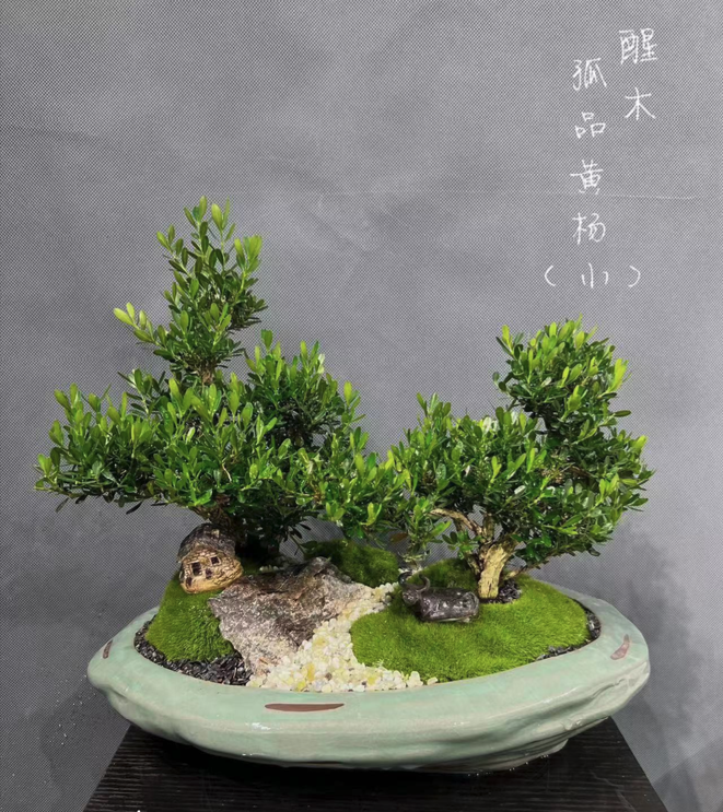 Buxus sinica 06(黃楊)-園藝工程-節日花卉-除草-植物批發-真聖誕樹-美國聖誕樹-園林綠化-修樹工程-私人花園-園藝保養-蘭花-菊花-四季桔-芍藥-聖誕花-工程-詠昇-元朗花場-羅漢松-Christmas tree-Garden maintenance-Wingsing Garden-Yuen Long Garden