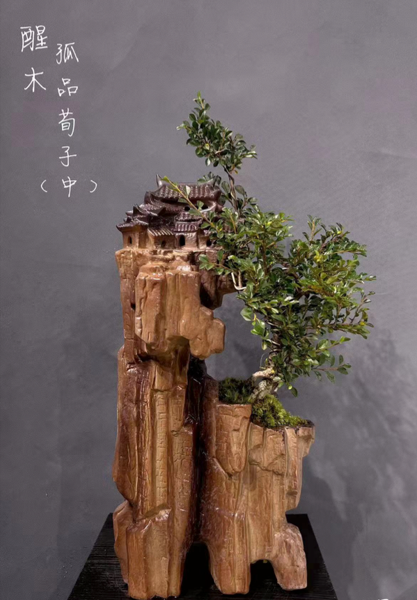 Cotoneaster multiflorus 09 (荀子)-園藝工程-節日花卉-除草-植物批發-真聖誕樹-美國聖誕樹-園林綠化-修樹工程-私人花園-園藝保養-蘭花-菊花-四季桔-芍藥-聖誕花-工程-詠昇-元朗花場-羅漢松-Christmas tree-Garden maintenance-Wingsing Garden-Yuen Long Garden