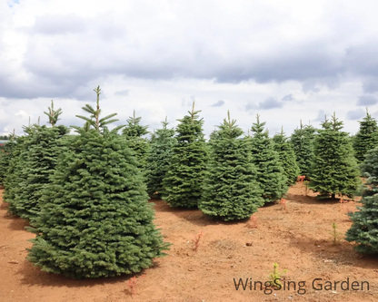 Noble Fir (9-10ft.)-園藝工程-節日花卉-除草-植物批發-真聖誕樹-美國聖誕樹-園林綠化-修樹工程-私人花園-園藝保養-蘭花-菊花-四季桔-芍藥-聖誕花-工程-詠昇-元朗花場-羅漢松-Christmas tree-Garden maintenance-Wingsing Garden-Yuen Long Garden