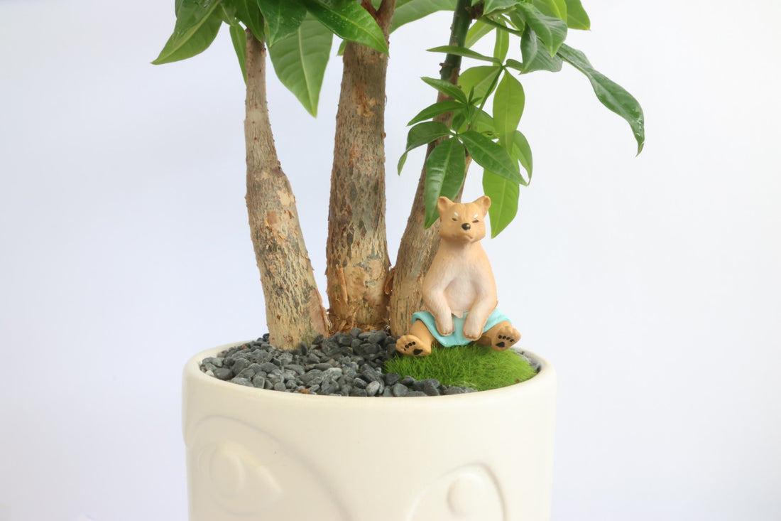 Malabar Chestnut (Animal party)-園藝工程-節日花卉-除草-植物批發-真聖誕樹-美國聖誕樹-園林綠化-修樹工程-私人花園-園藝保養-蘭花-菊花-四季桔-芍藥-聖誕花-工程-詠昇-元朗花場-羅漢松-Christmas tree-Garden maintenance-Wingsing Garden-Yuen Long Garden