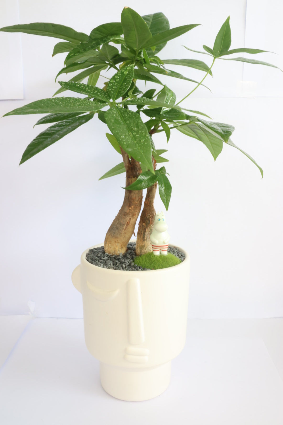 Malabar Chestnut (Moomins)-園藝工程-節日花卉-除草-植物批發-真聖誕樹-美國聖誕樹-園林綠化-修樹工程-私人花園-園藝保養-蘭花-菊花-四季桔-芍藥-聖誕花-工程-詠昇-元朗花場-羅漢松-Christmas tree-Garden maintenance-Wingsing Garden-Yuen Long Garden