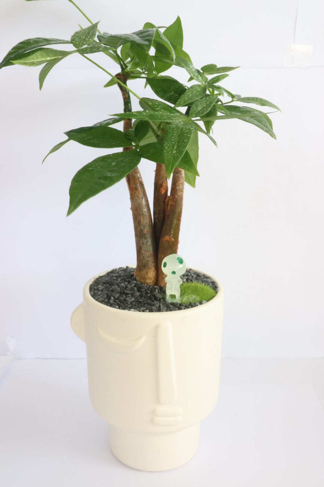 Malabar Chestnut (コダマkodama)-園藝工程-節日花卉-除草-植物批發-真聖誕樹-美國聖誕樹-園林綠化-修樹工程-私人花園-園藝保養-蘭花-菊花-四季桔-芍藥-聖誕花-工程-詠昇-元朗花場-羅漢松-Christmas tree-Garden maintenance-Wingsing Garden-Yuen Long Garden