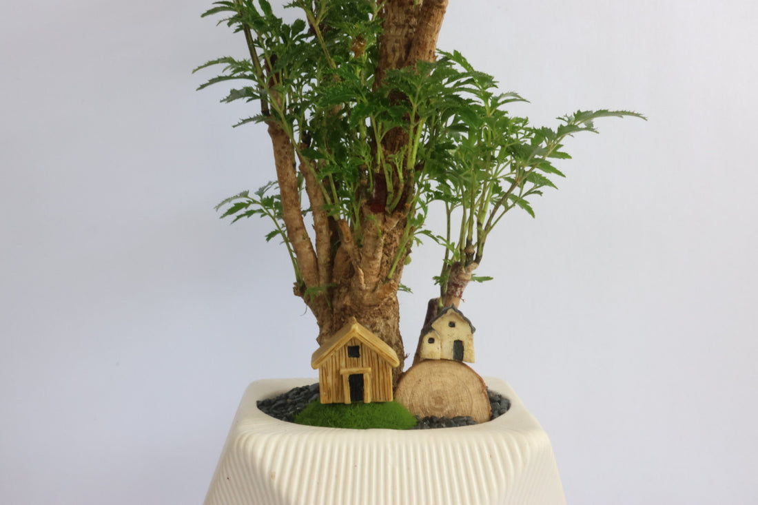 House and garden (white pot)-園藝工程-節日花卉-除草-植物批發-真聖誕樹-美國聖誕樹-園林綠化-修樹工程-私人花園-園藝保養-蘭花-菊花-四季桔-芍藥-聖誕花-工程-詠昇-元朗花場-羅漢松-Christmas tree-Garden maintenance-Wingsing Garden-Yuen Long Garden