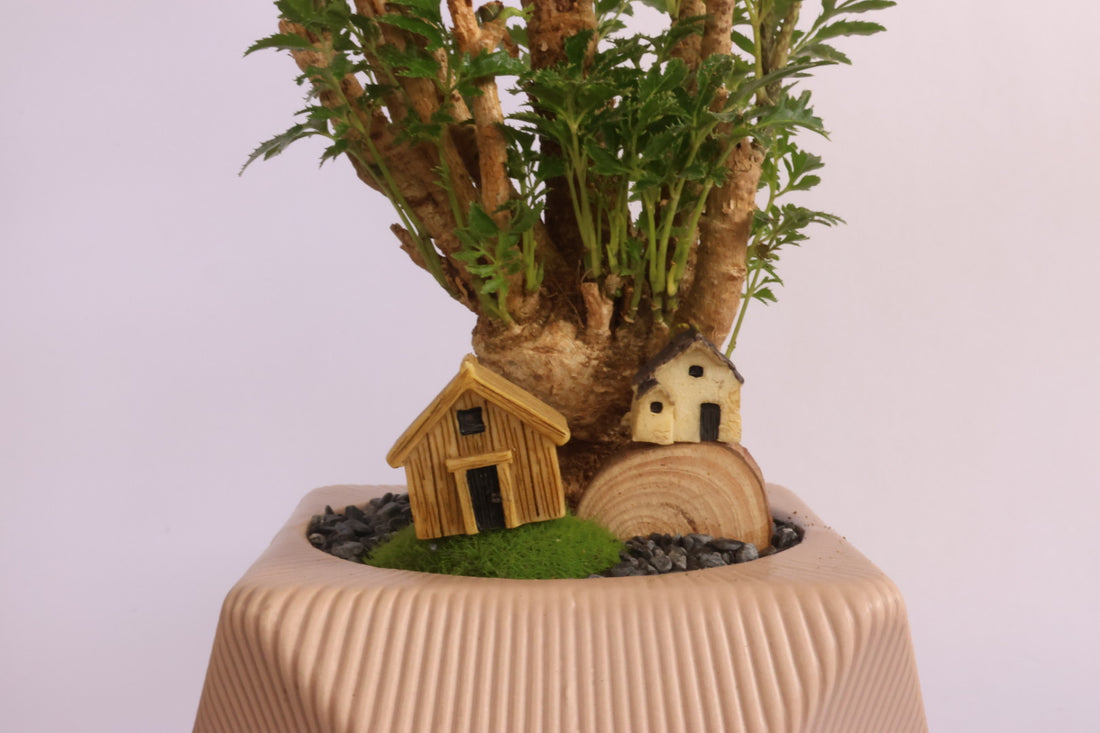 House and garden (pink pot)-園藝工程-節日花卉-除草-植物批發-真聖誕樹-美國聖誕樹-園林綠化-修樹工程-私人花園-園藝保養-蘭花-菊花-四季桔-芍藥-聖誕花-工程-詠昇-元朗花場-羅漢松-Christmas tree-Garden maintenance-Wingsing Garden-Yuen Long Garden