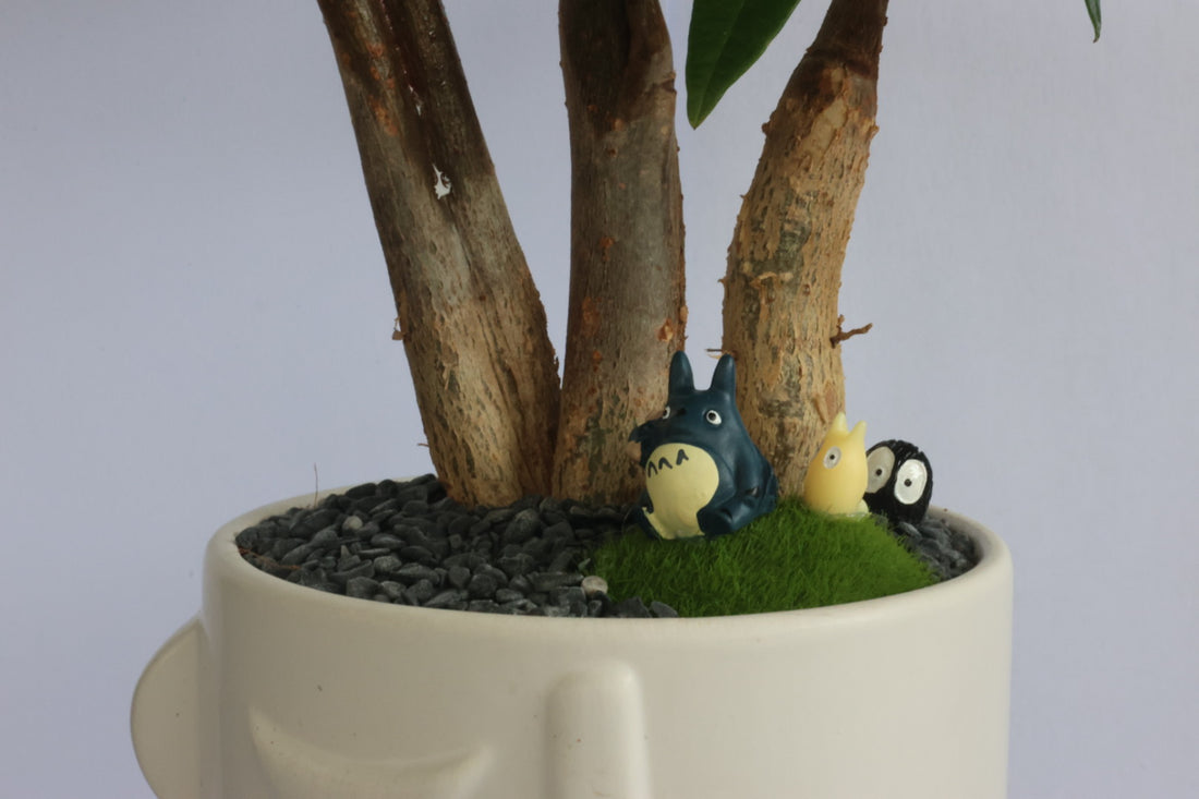 Malabar Chestnut (Totoro)-園藝工程-節日花卉-除草-植物批發-真聖誕樹-美國聖誕樹-園林綠化-修樹工程-私人花園-園藝保養-蘭花-菊花-四季桔-芍藥-聖誕花-工程-詠昇-元朗花場-羅漢松-Christmas tree-Garden maintenance-Wingsing Garden-Yuen Long Garden