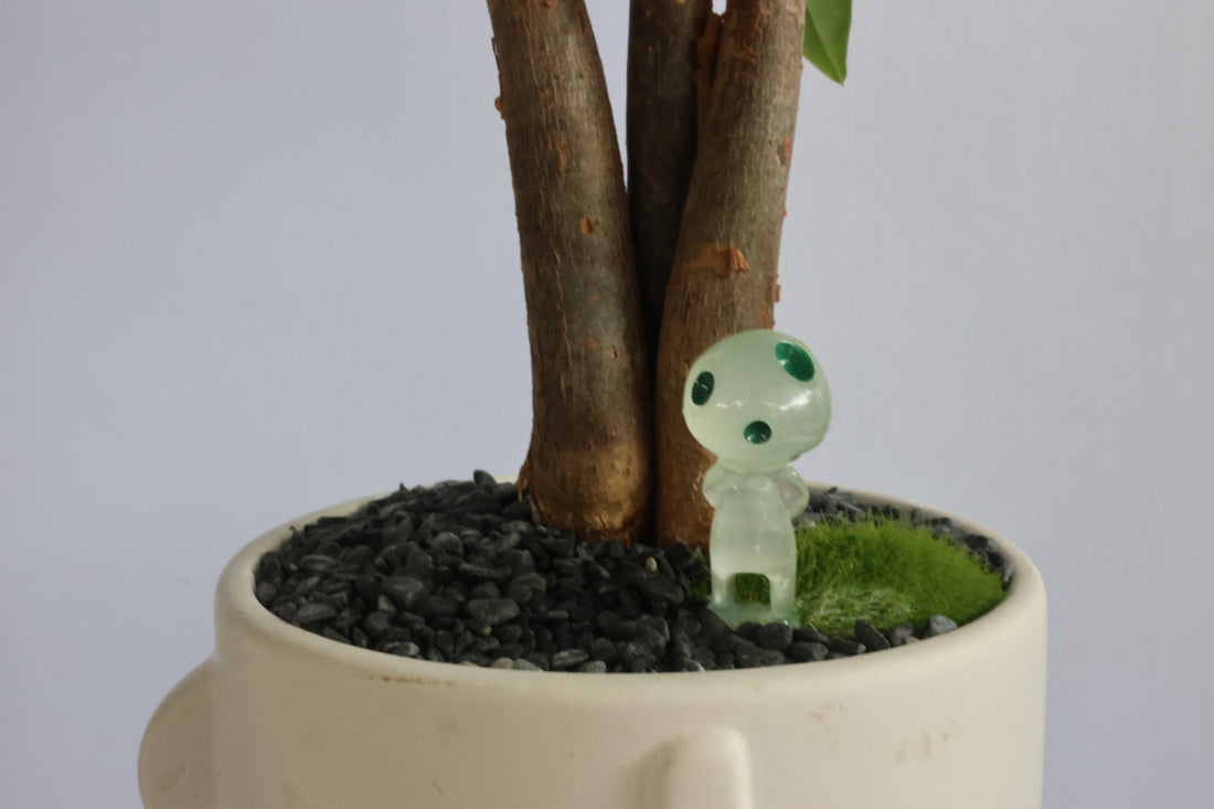 Malabar Chestnut (コダマkodama)-園藝工程-節日花卉-除草-植物批發-真聖誕樹-美國聖誕樹-園林綠化-修樹工程-私人花園-園藝保養-蘭花-菊花-四季桔-芍藥-聖誕花-工程-詠昇-元朗花場-羅漢松-Christmas tree-Garden maintenance-Wingsing Garden-Yuen Long Garden