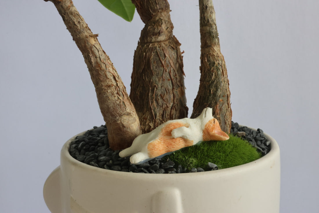 Malabar Chestnut (Doggie)-園藝工程-節日花卉-除草-植物批發-真聖誕樹-美國聖誕樹-園林綠化-修樹工程-私人花園-園藝保養-蘭花-菊花-四季桔-芍藥-聖誕花-工程-詠昇-元朗花場-羅漢松-Christmas tree-Garden maintenance-Wingsing Garden-Yuen Long Garden