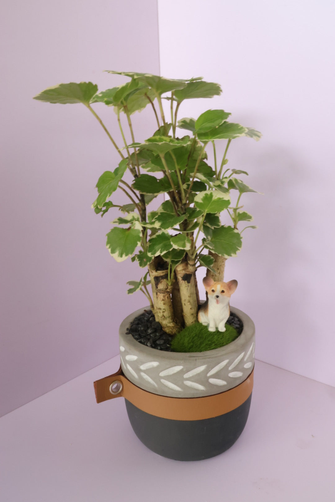 Polyscias - Mosaic - Doggie-園藝工程-節日花卉-除草-植物批發-真聖誕樹-美國聖誕樹-園林綠化-修樹工程-私人花園-園藝保養-蘭花-菊花-四季桔-芍藥-聖誕花-工程-詠昇-元朗花場-羅漢松-Christmas tree-Garden maintenance-Wingsing Garden-Yuen Long Garden