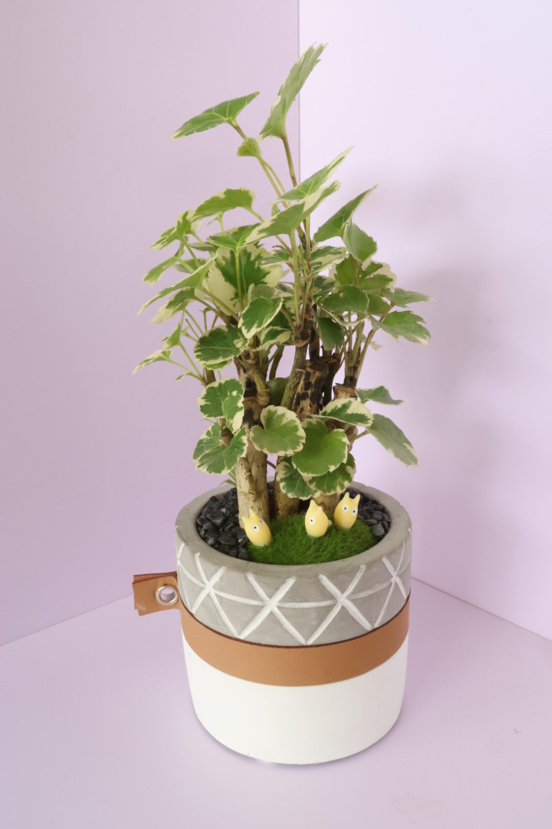 Polyscias - Mosaic - Totori-園藝工程-節日花卉-除草-植物批發-真聖誕樹-美國聖誕樹-園林綠化-修樹工程-私人花園-園藝保養-蘭花-菊花-四季桔-芍藥-聖誕花-工程-詠昇-元朗花場-羅漢松-Christmas tree-Garden maintenance-Wingsing Garden-Yuen Long Garden