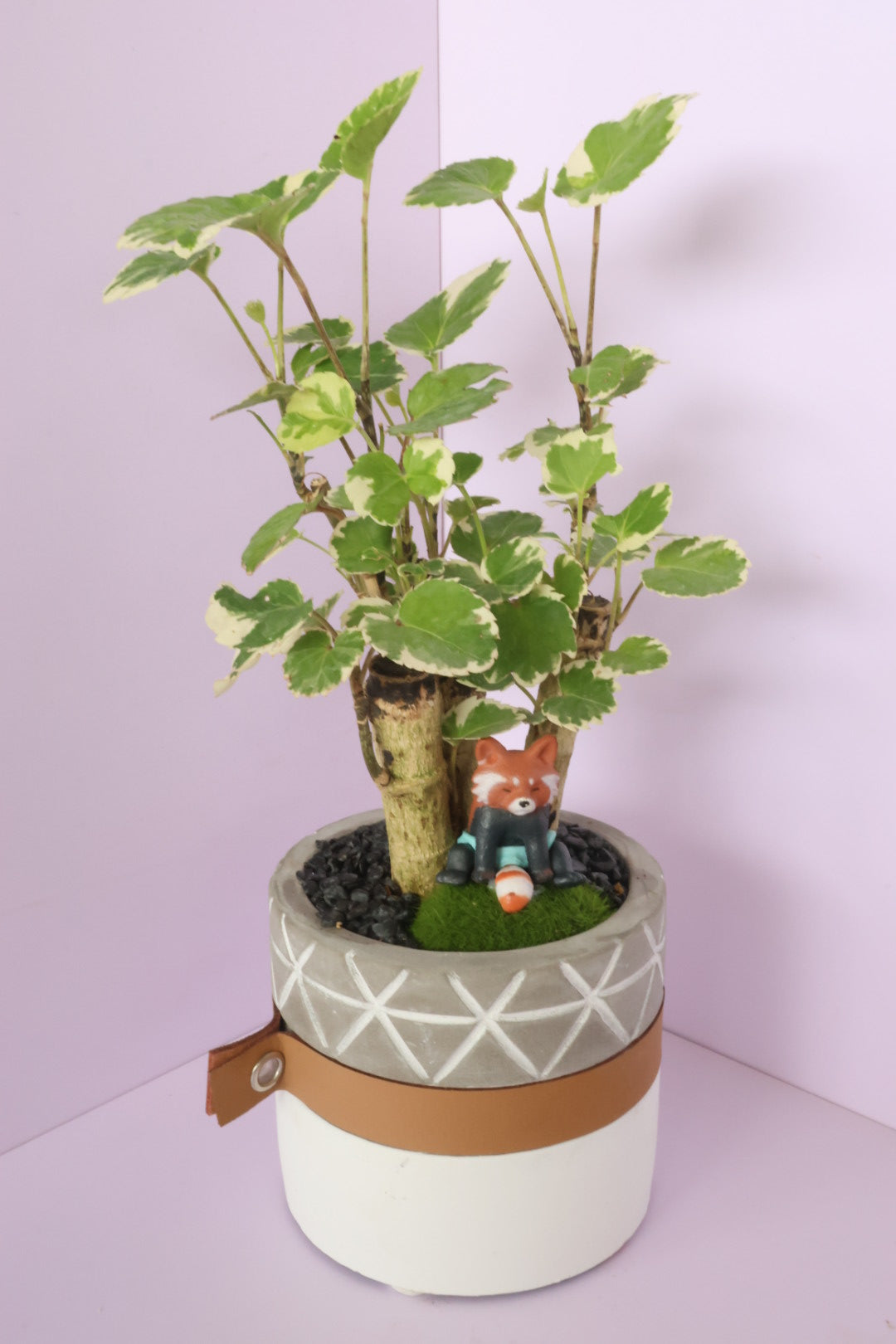 Polyscias - Mosaic - Animal Party-園藝工程-節日花卉-除草-植物批發-真聖誕樹-美國聖誕樹-園林綠化-修樹工程-私人花園-園藝保養-蘭花-菊花-四季桔-芍藥-聖誕花-工程-詠昇-元朗花場-羅漢松-Christmas tree-Garden maintenance-Wingsing Garden-Yuen Long Garden