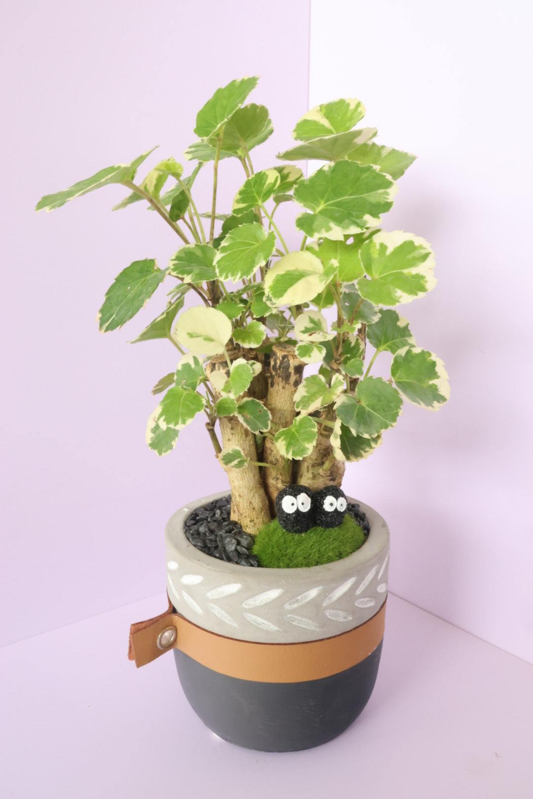 Polyscias - Mosaic - Dust Bunnies-園藝工程-節日花卉-除草-植物批發-真聖誕樹-美國聖誕樹-園林綠化-修樹工程-私人花園-園藝保養-蘭花-菊花-四季桔-芍藥-聖誕花-工程-詠昇-元朗花場-羅漢松-Christmas tree-Garden maintenance-Wingsing Garden-Yuen Long Garden