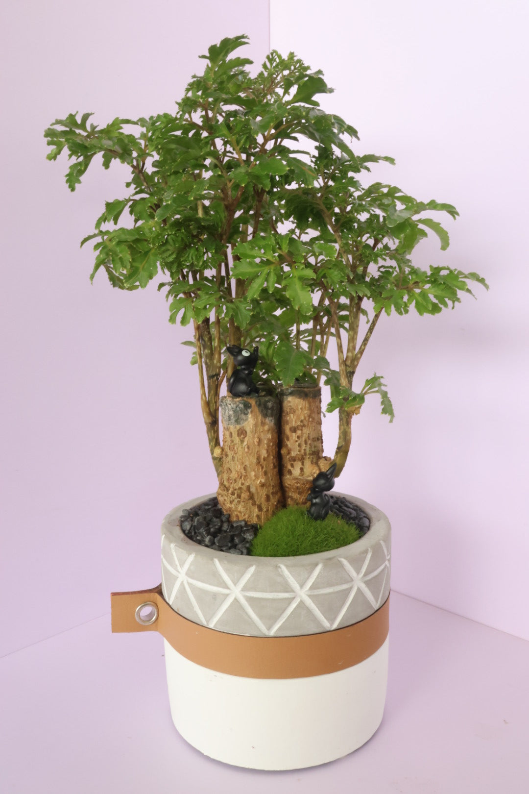 Polyscias - fine leaves - JIJI (ジジ)-園藝工程-節日花卉-除草-植物批發-真聖誕樹-美國聖誕樹-園林綠化-修樹工程-私人花園-園藝保養-蘭花-菊花-四季桔-芍藥-聖誕花-工程-詠昇-元朗花場-羅漢松-Christmas tree-Garden maintenance-Wingsing Garden-Yuen Long Garden