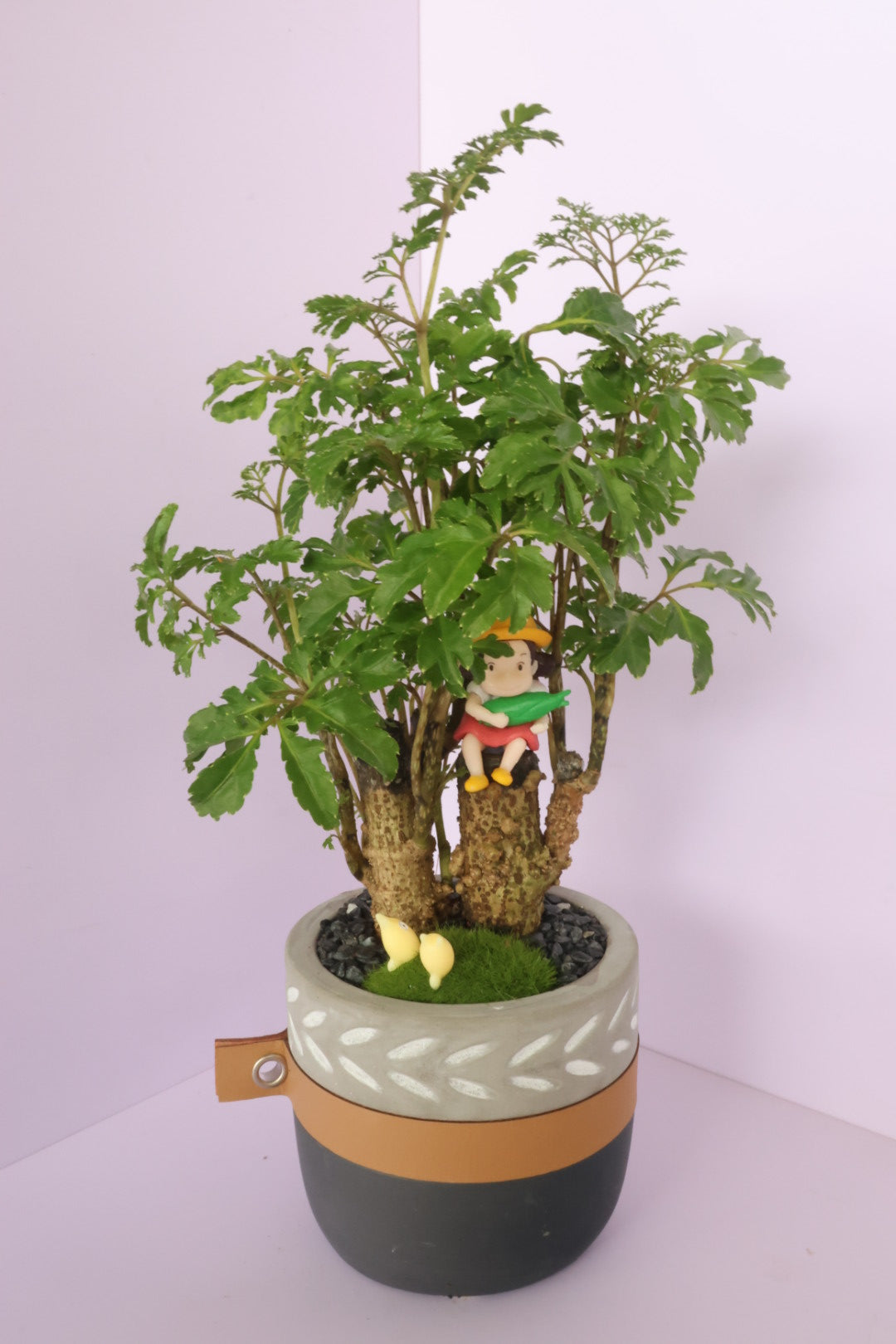 Polyscias - fine leaves - Kusakabe Mei-園藝工程-節日花卉-除草-植物批發-真聖誕樹-美國聖誕樹-園林綠化-修樹工程-私人花園-園藝保養-蘭花-菊花-四季桔-芍藥-聖誕花-工程-詠昇-元朗花場-羅漢松-Christmas tree-Garden maintenance-Wingsing Garden-Yuen Long Garden